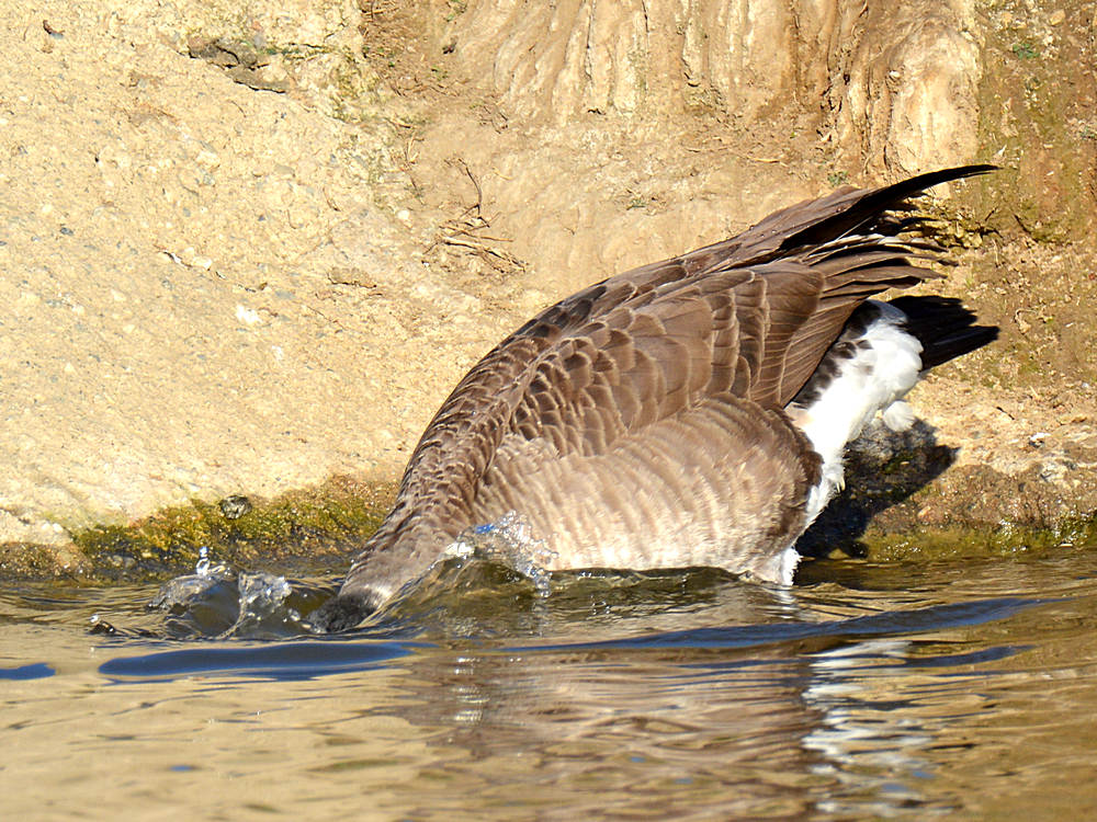 Goose2.jpg