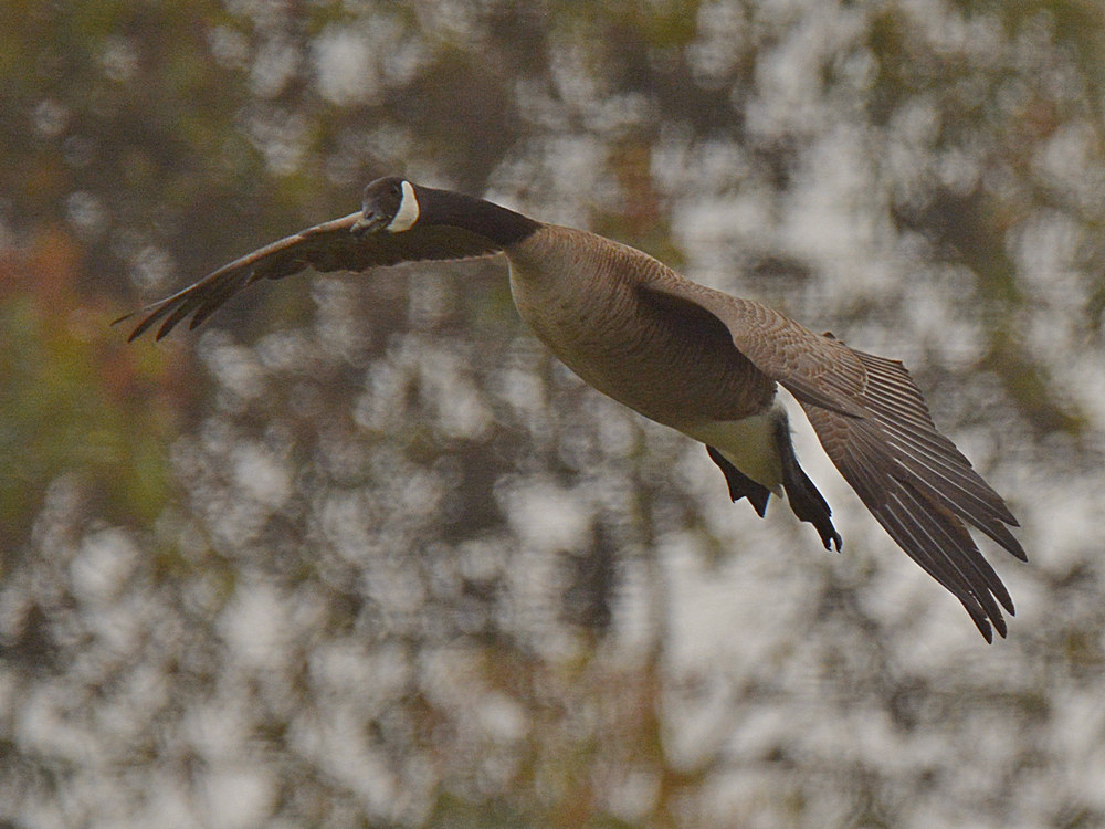 Goose2.jpg