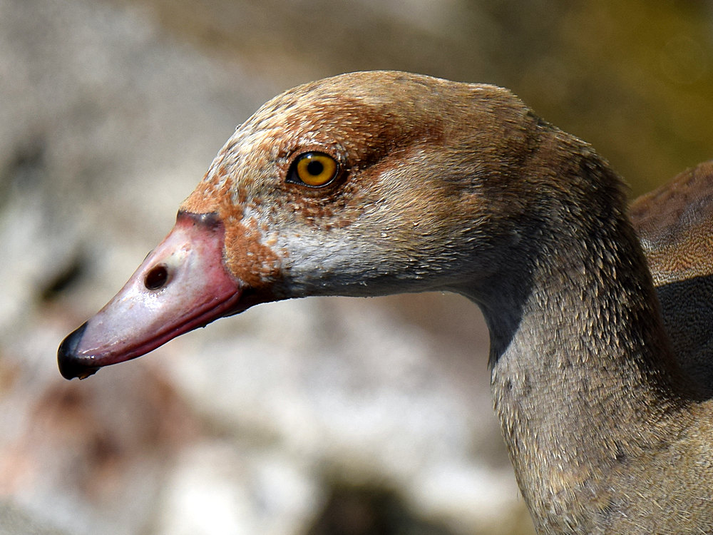 Goose2.jpg