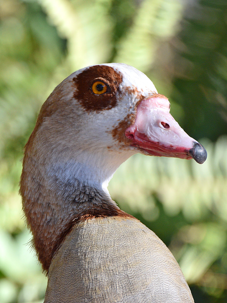 Goose2.jpg