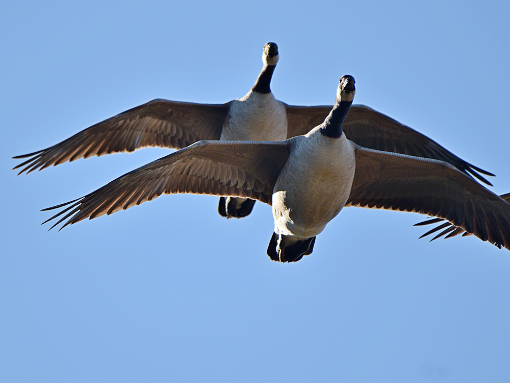 Goose2.jpg