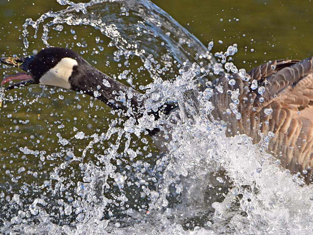 Goose2.jpg