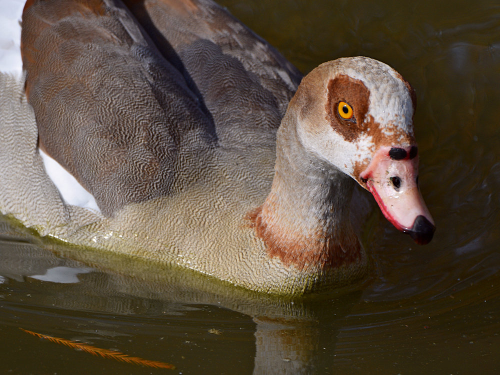 Goose2.jpg