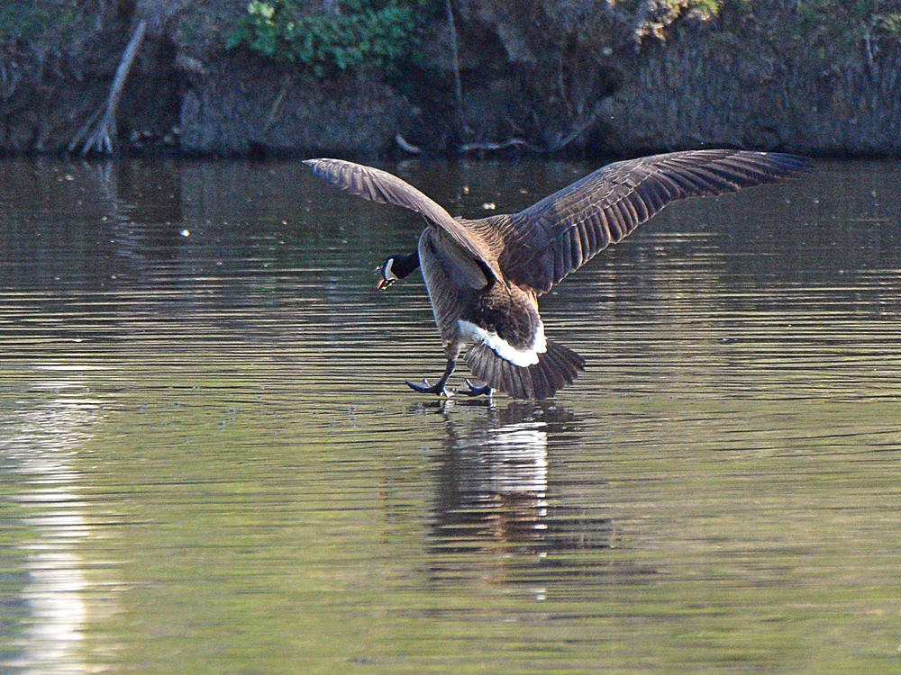 Goose2.jpg