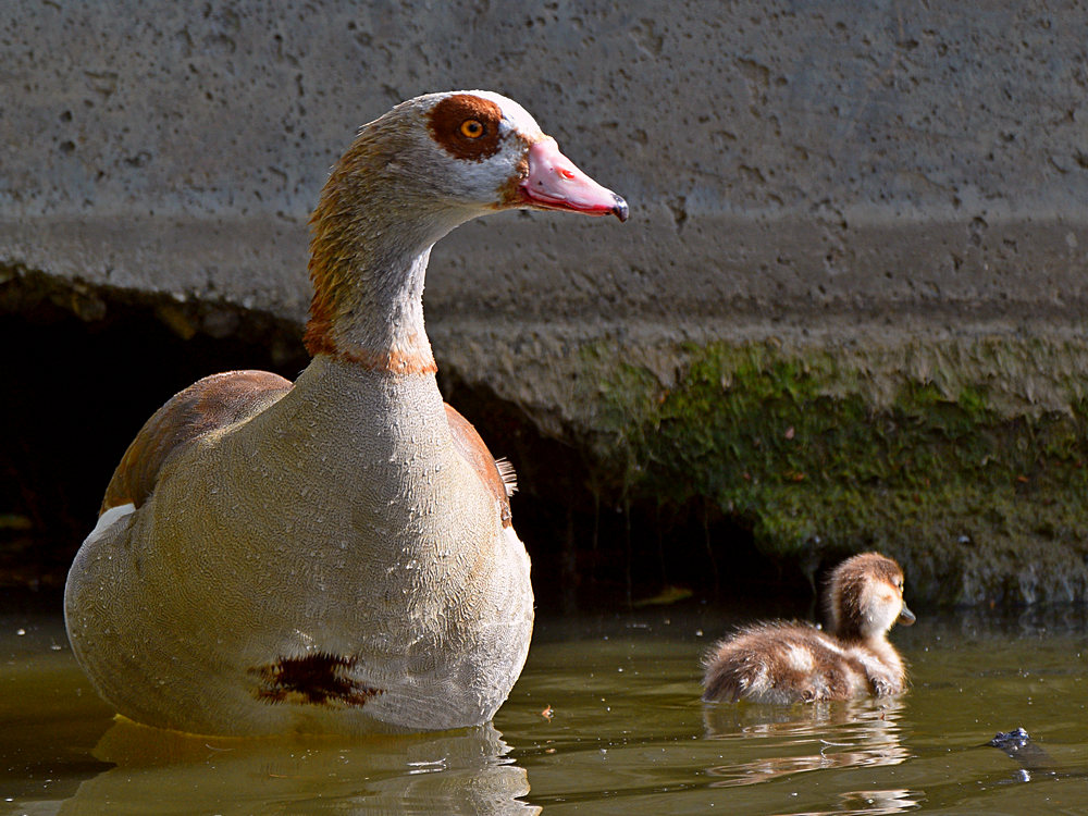 Goose2.jpg