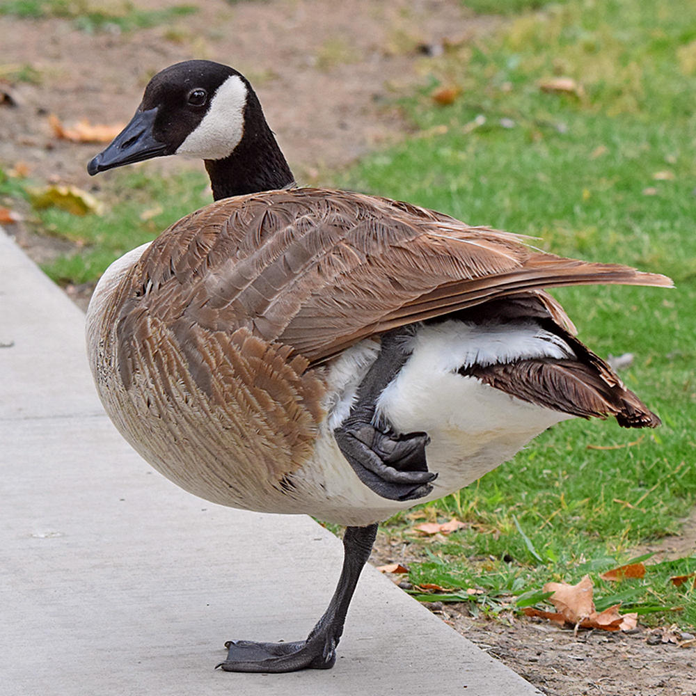 Goose2.jpg