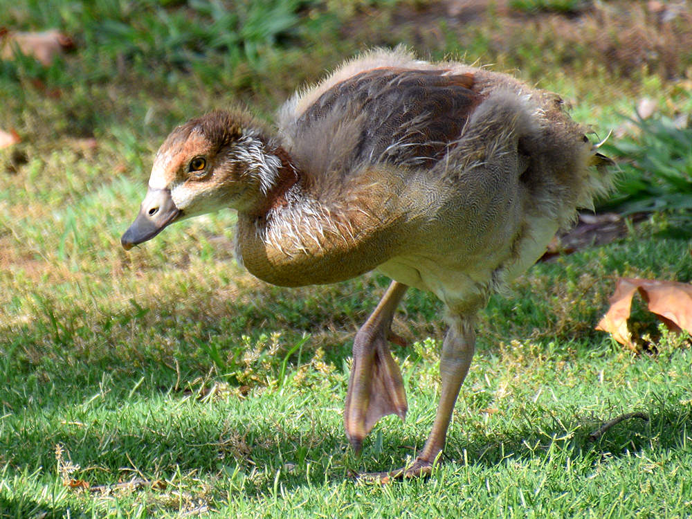 Goose2.jpg