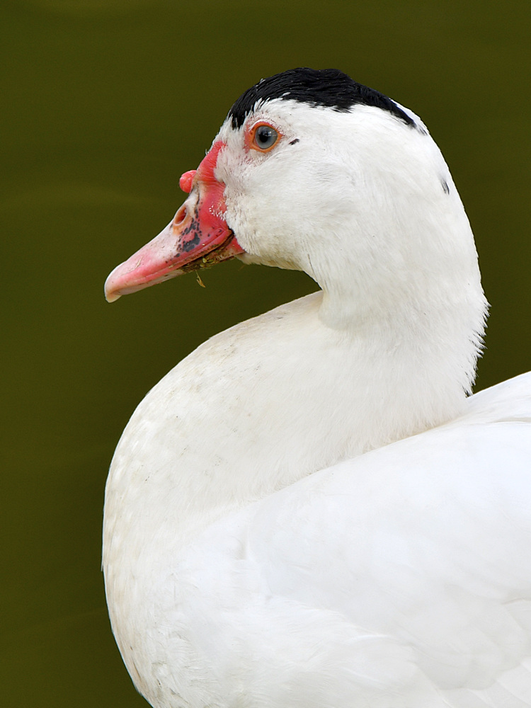 Goose2.jpg