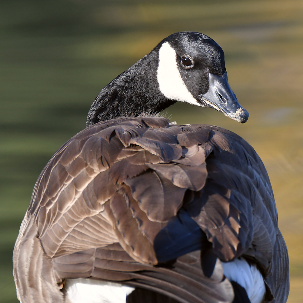 Goose2.jpg