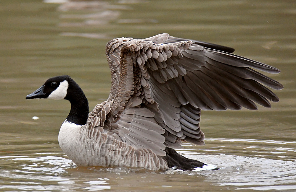 Goose2.jpg
