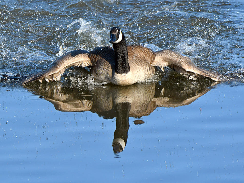 Goose2.jpg