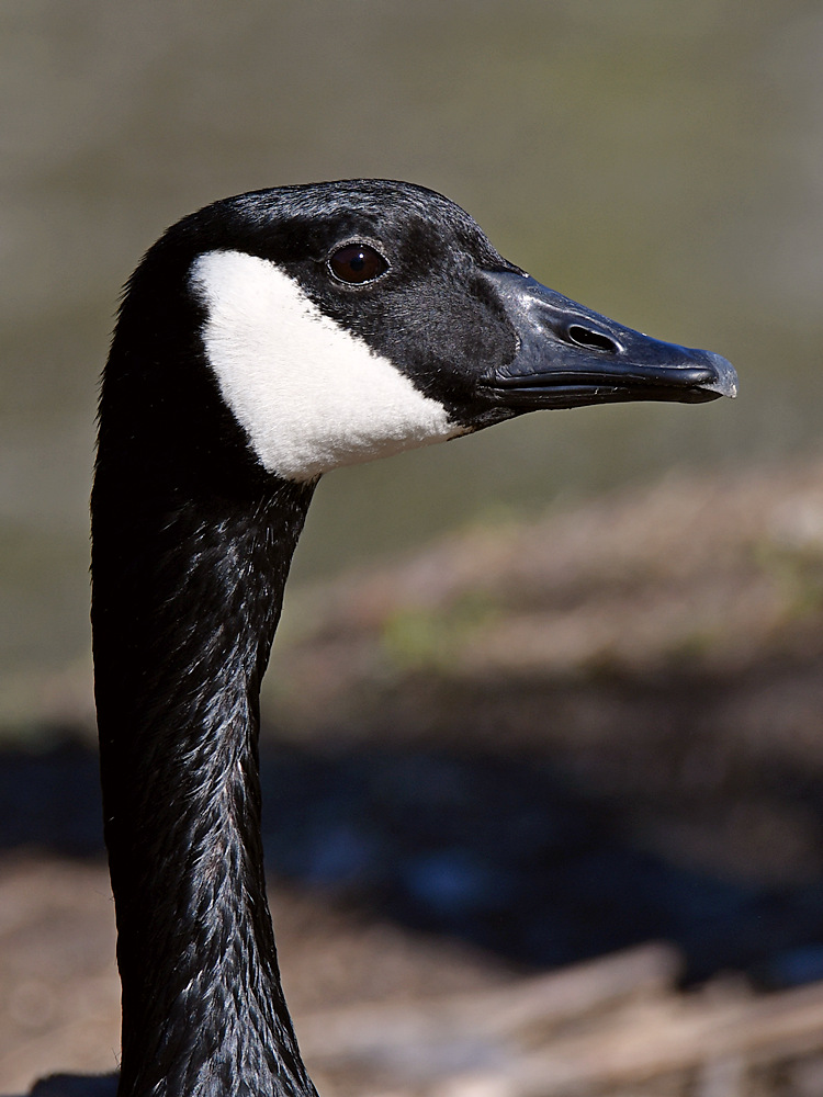 Goose2.jpg