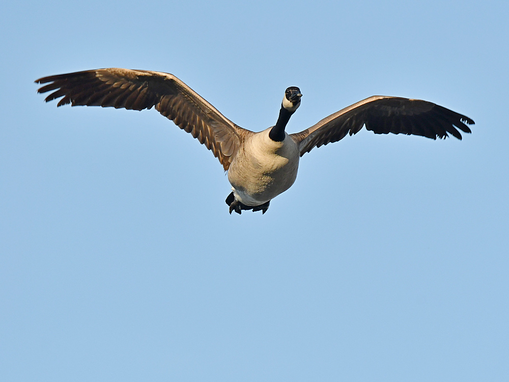 Goose2.jpg