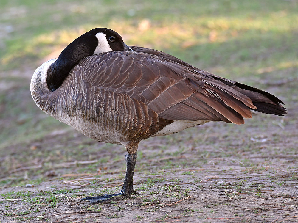 Goose2.jpg