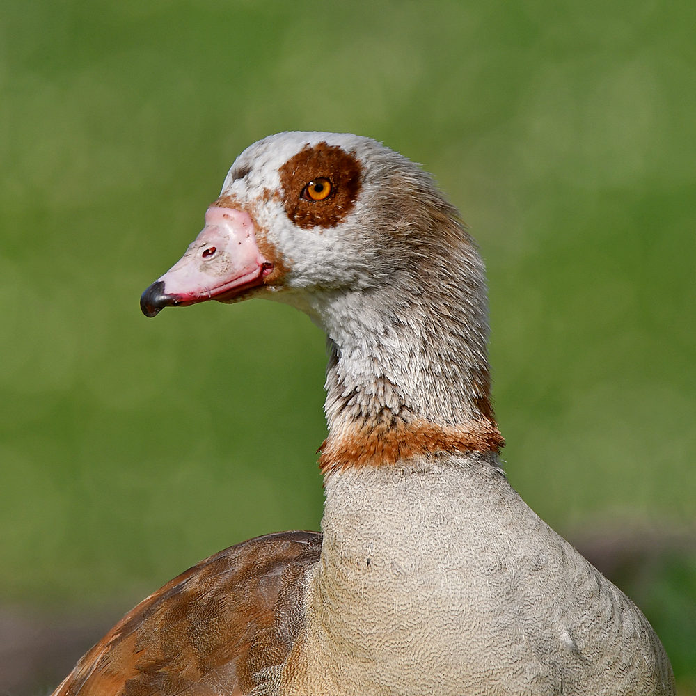 Goose2.jpg
