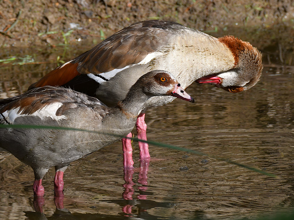 Goose2.jpg