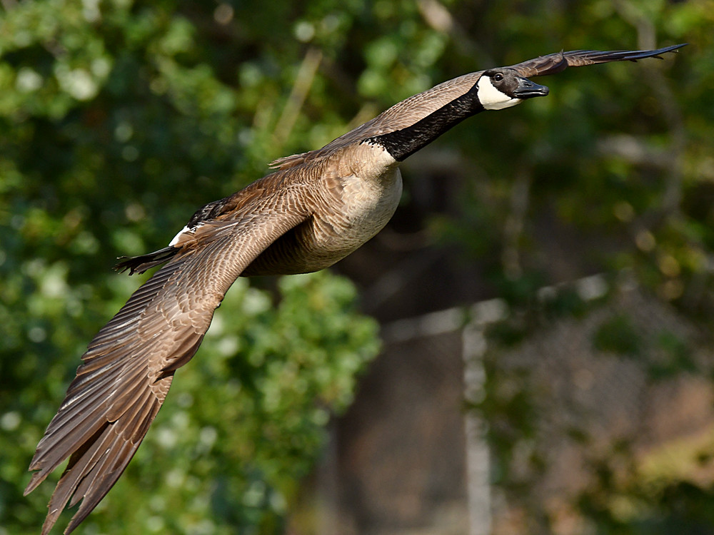 Goose2.jpg