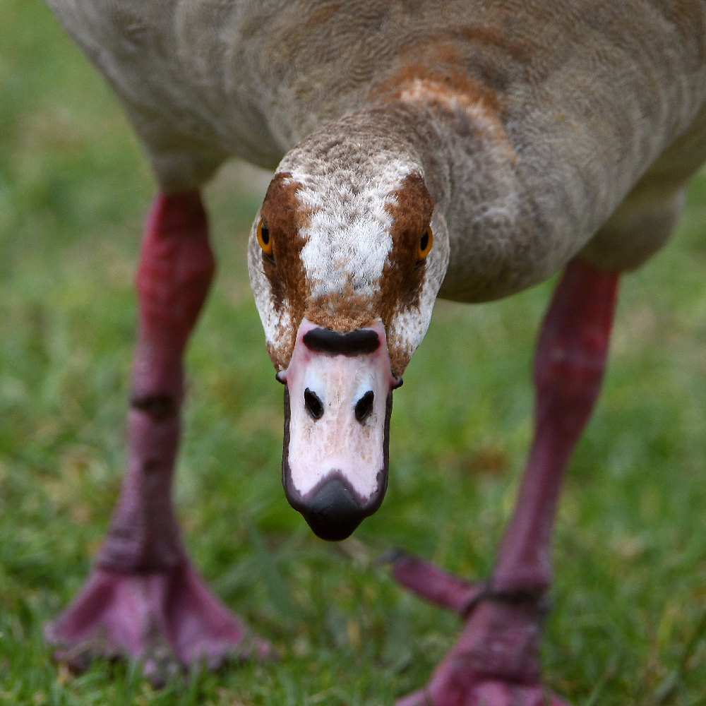 Goose2.jpg