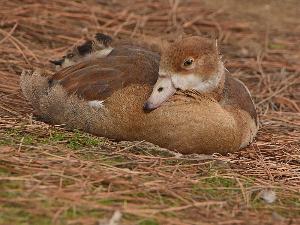 Goose2.jpg