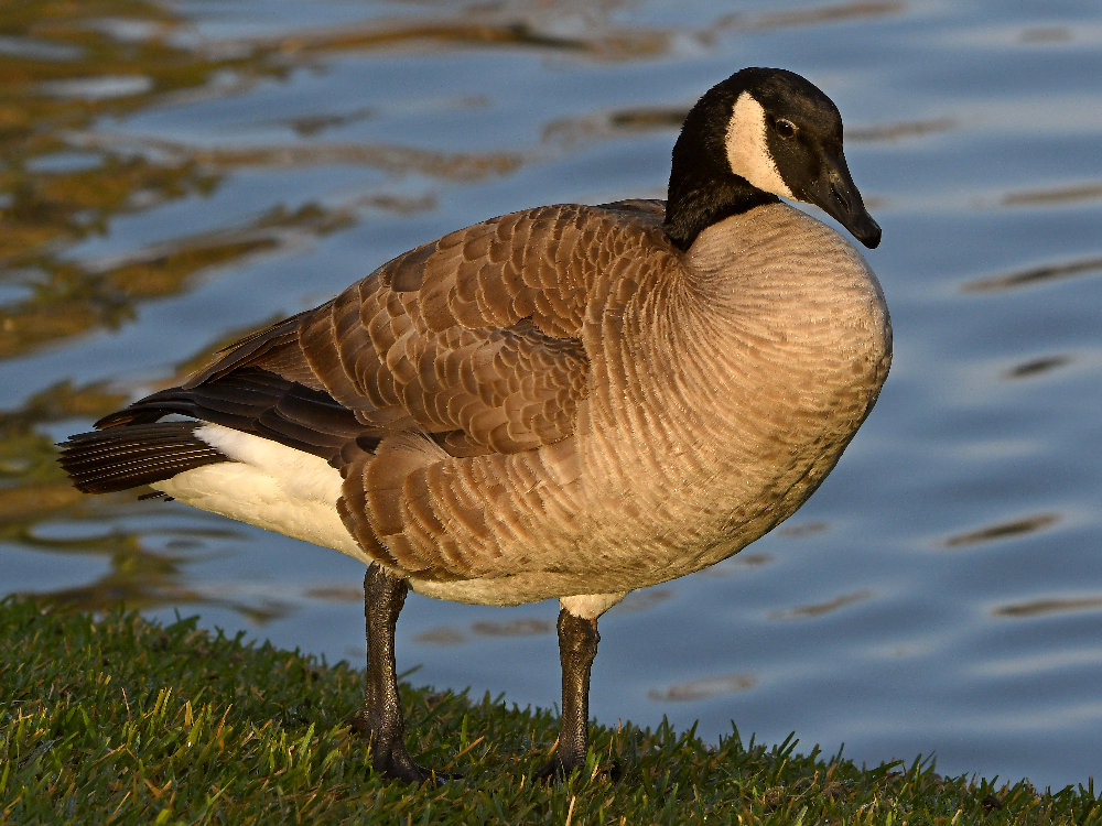 Goose2.jpg