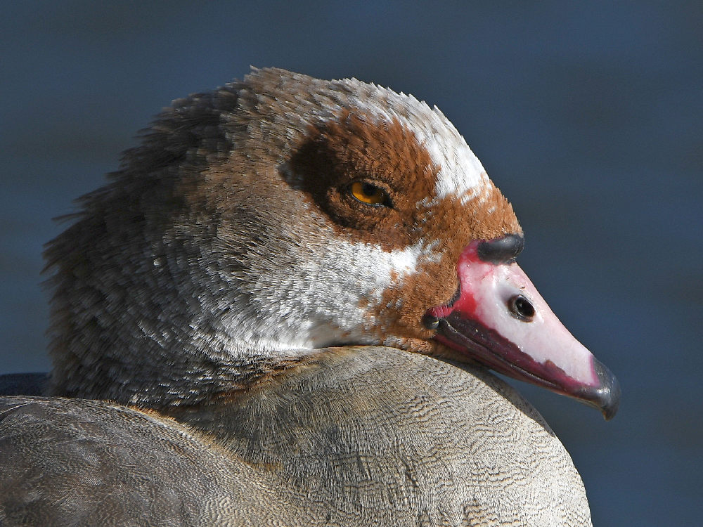 Goose2.jpg