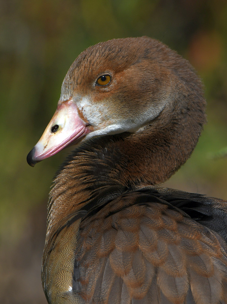 Goose2.jpg