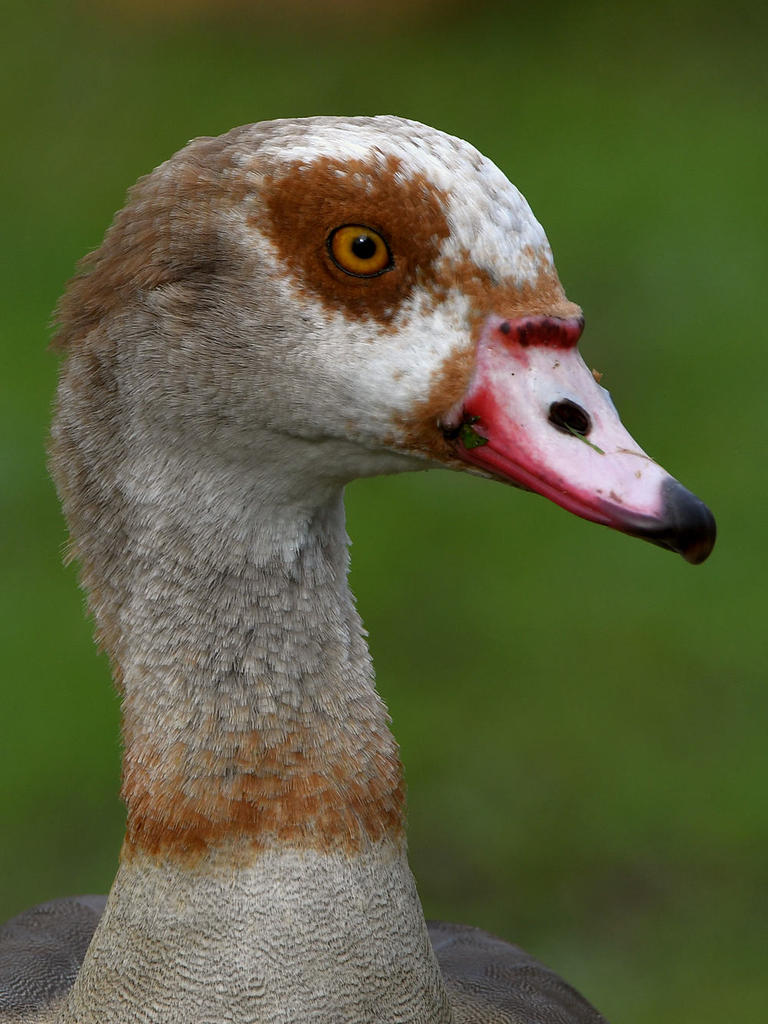 Goose2.jpg