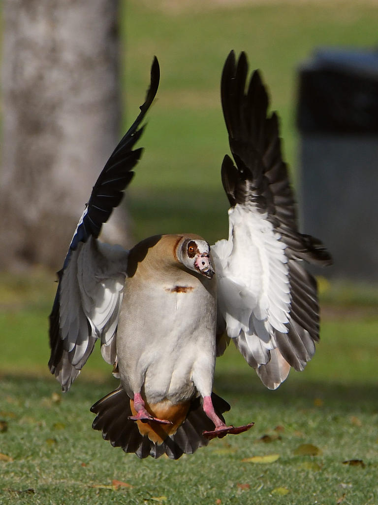 Goose2.jpg
