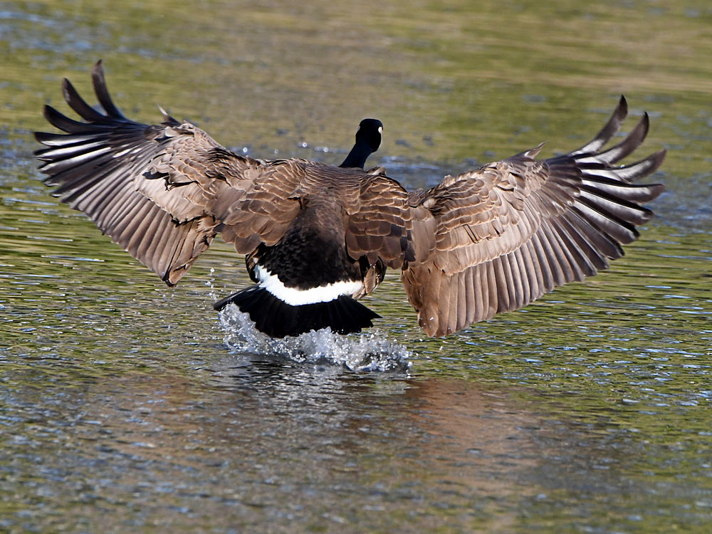 Goose2.jpg