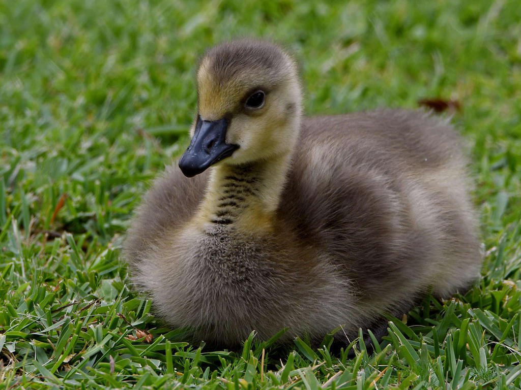 Goose2.jpg
