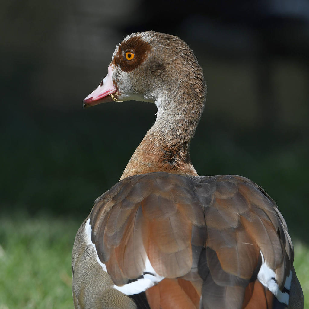 Goose2.jpg