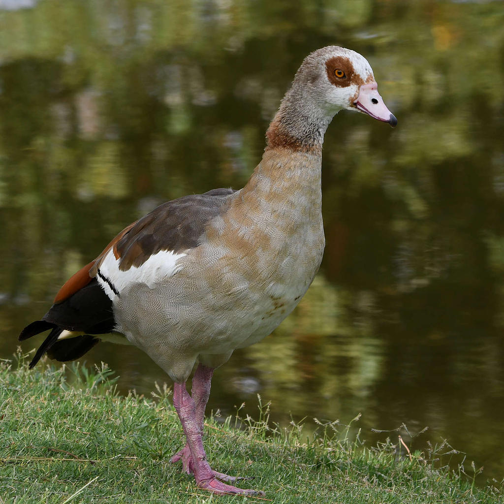 Goose2.jpg