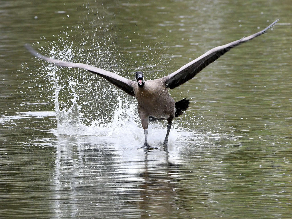 Goose2.jpg