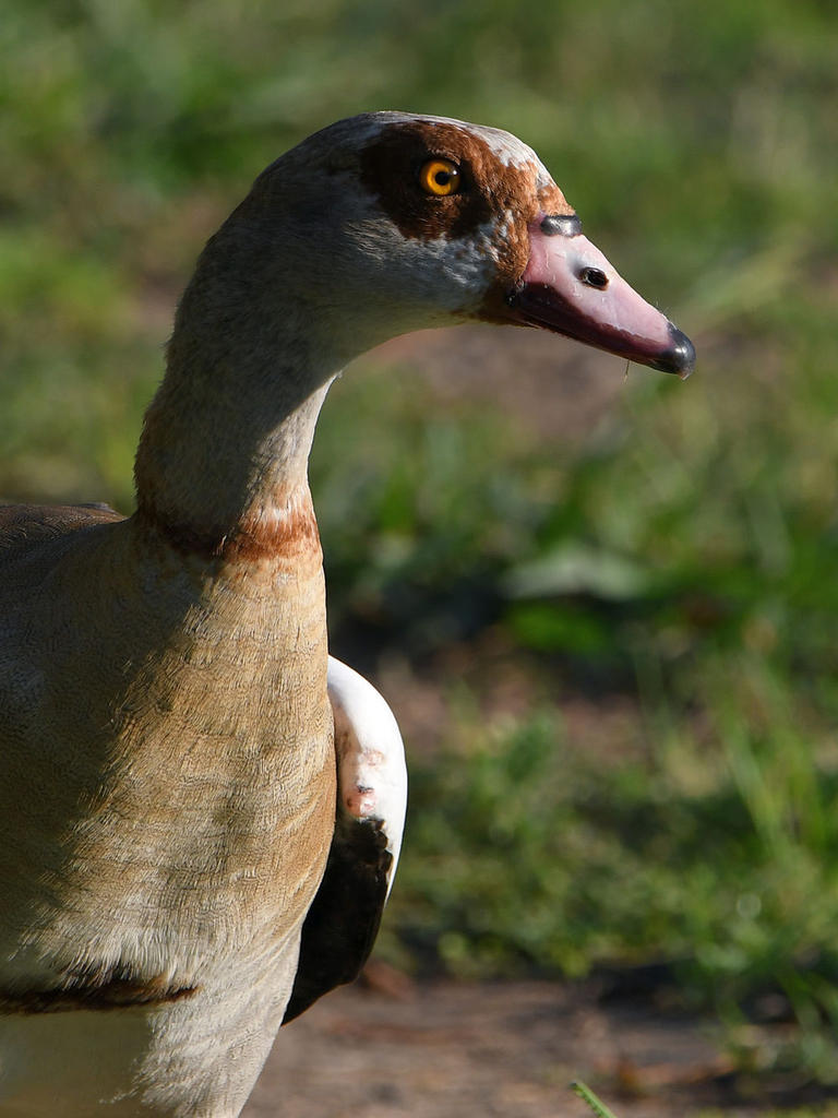 Goose2.jpg