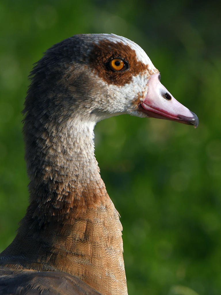 Goose2.jpg
