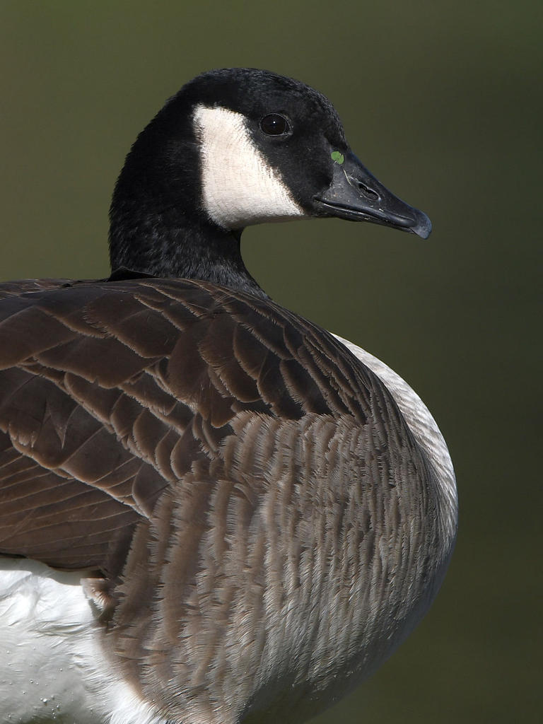 Goose2.jpg