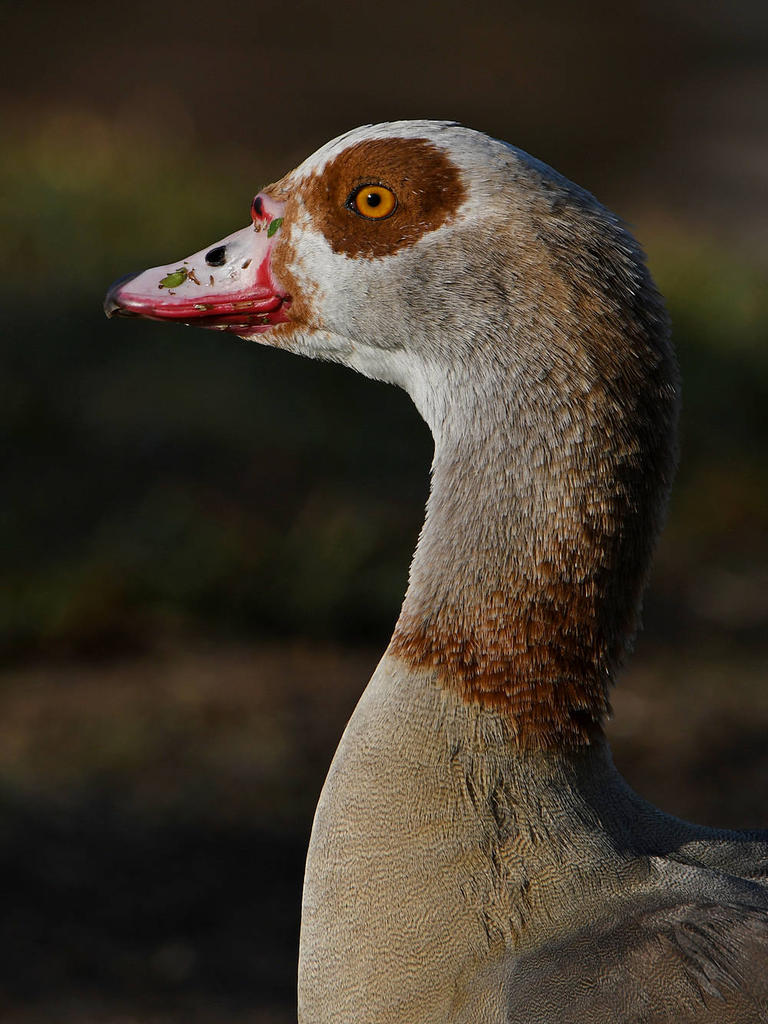 Goose2.jpg