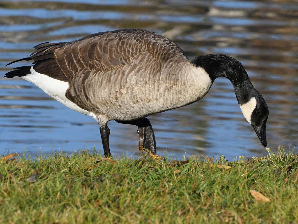 Goose2.jpg