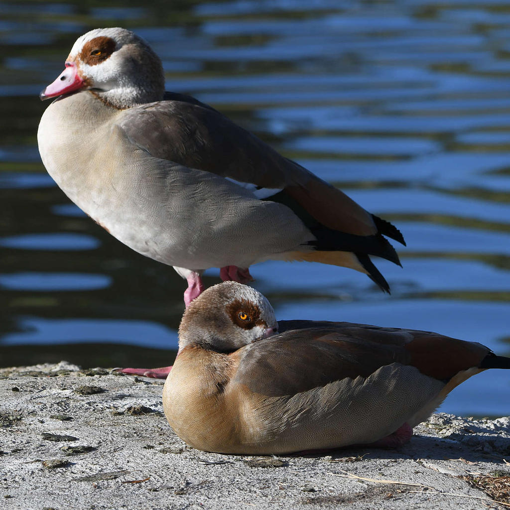 Goose2.jpg