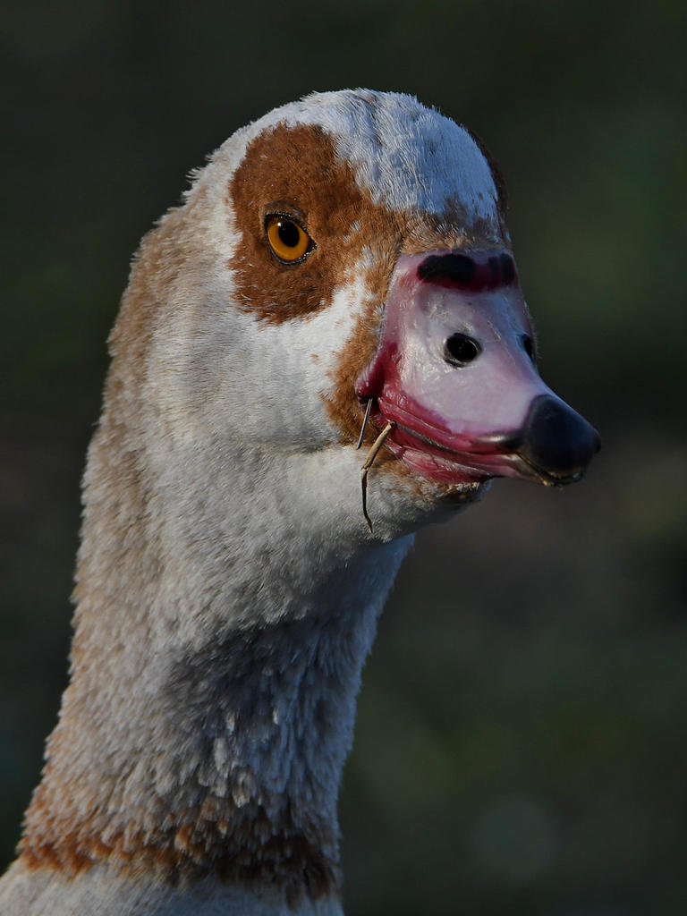 Goose2.jpg