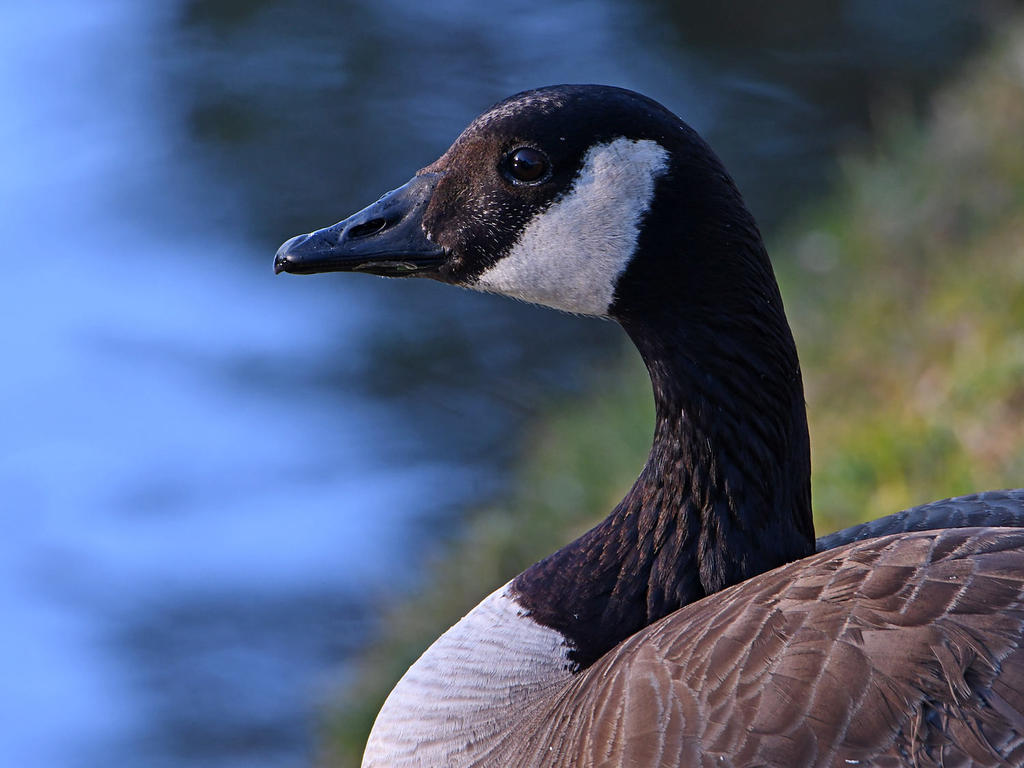 Goose2.jpg