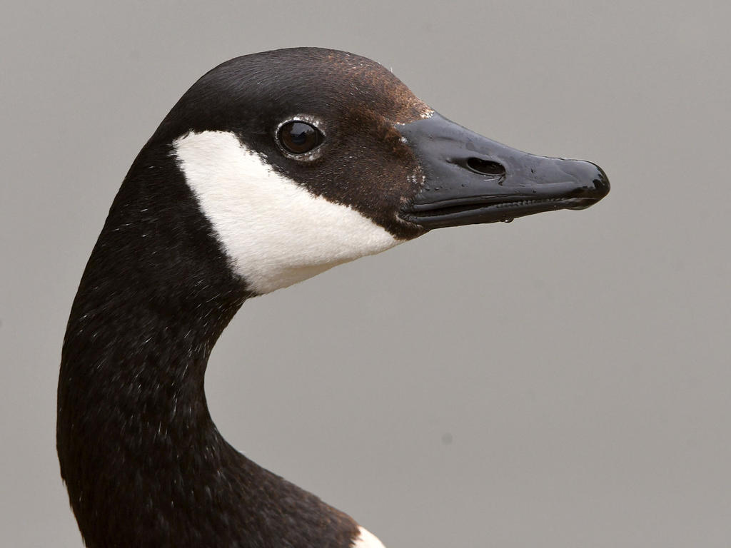 Goose2.jpg