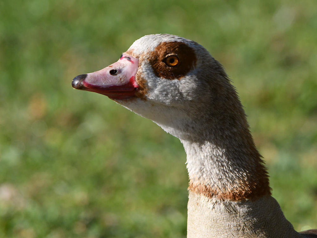 Goose2.jpg