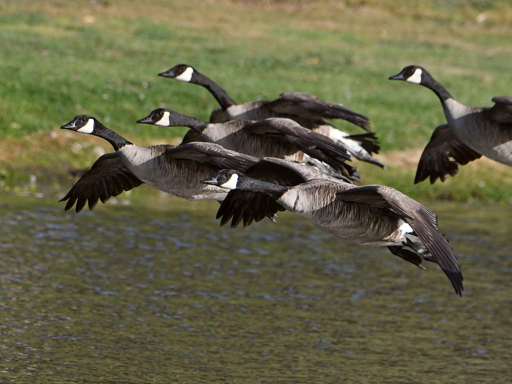 Goose2.jpg