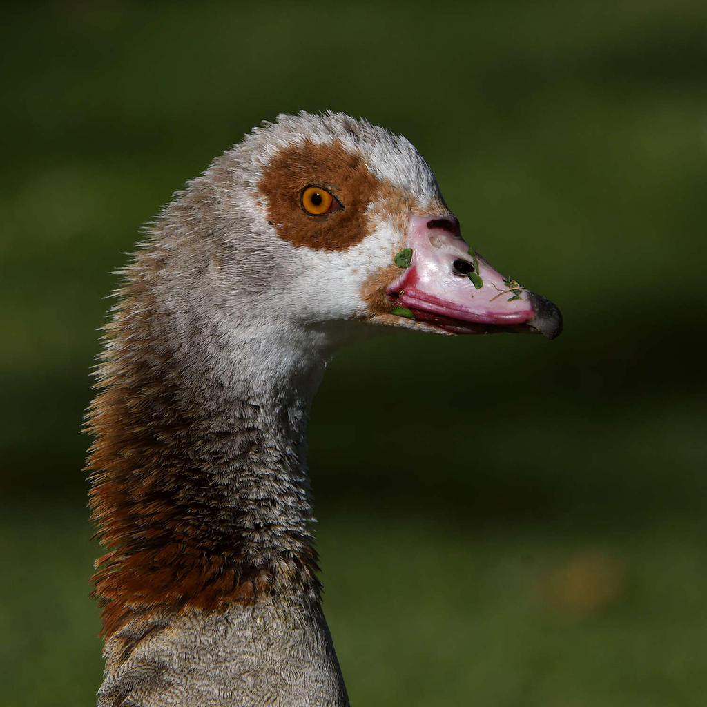 Goose2.jpg