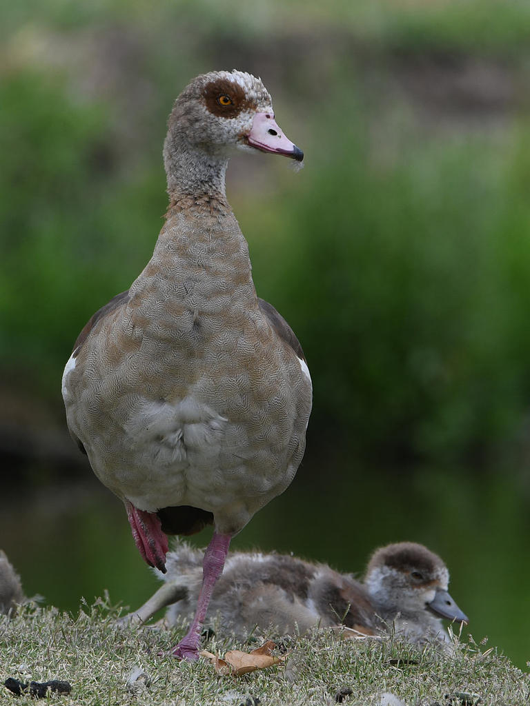 Goose2.jpg