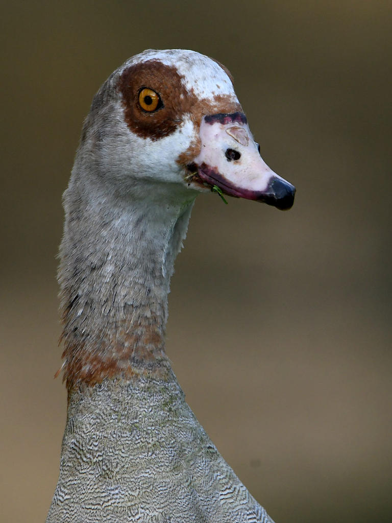 Goose2.jpg