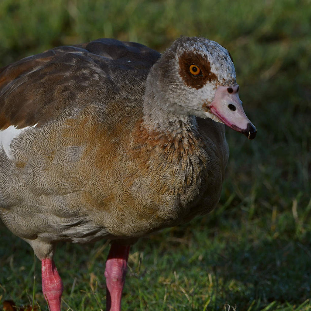 Goose2.jpg