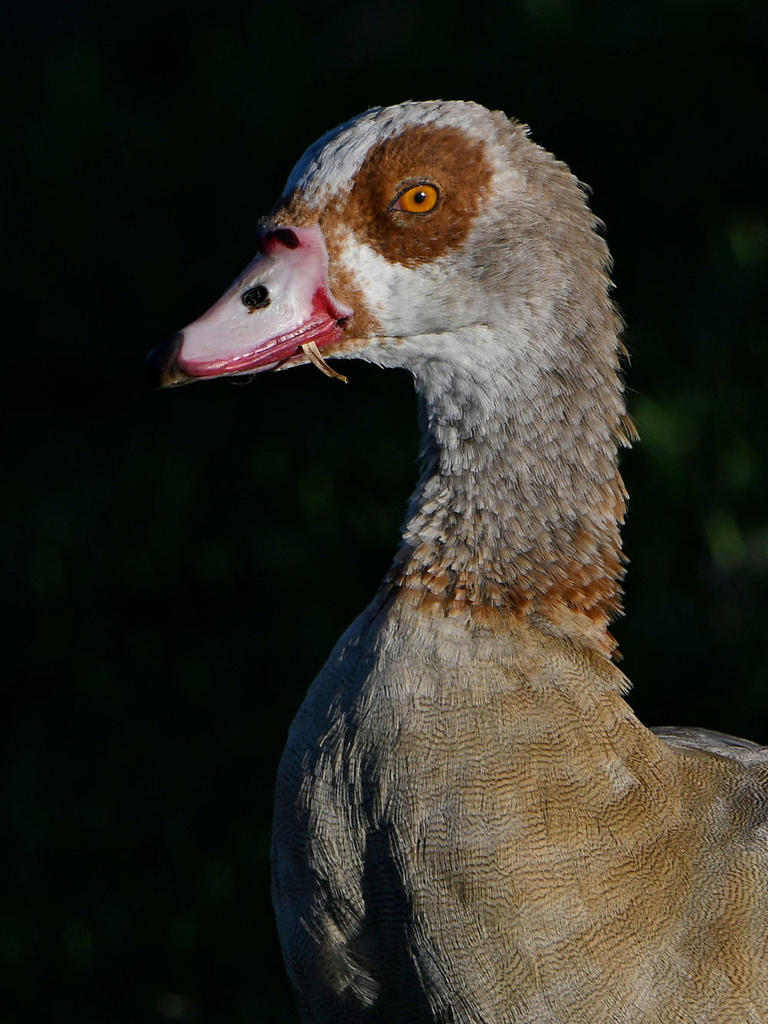 Goose2.jpg