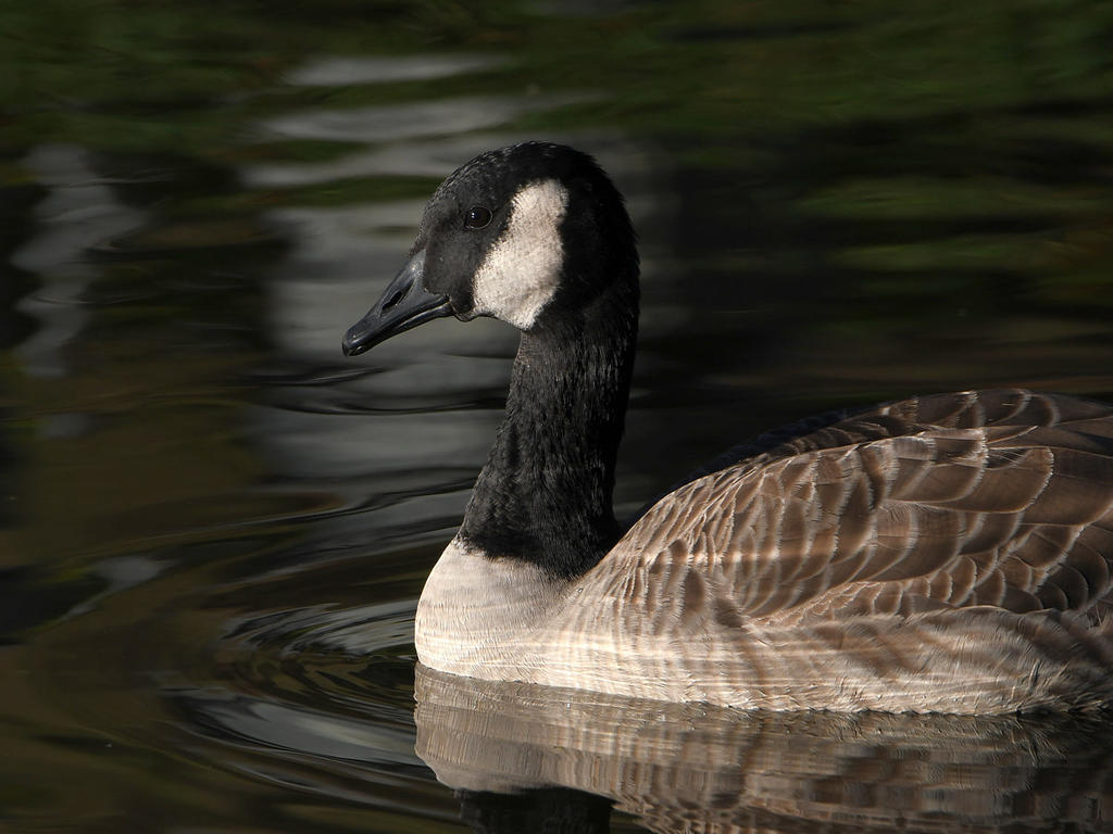 Goose2.jpg